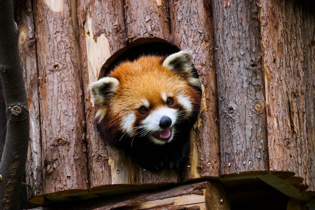 Mustang Panda Exploits Signed Kernel-Mode Rootkit for TONESHELL Backdoor - Mustang Panda, kernel-mode rootkit, TONESHELL backdoor