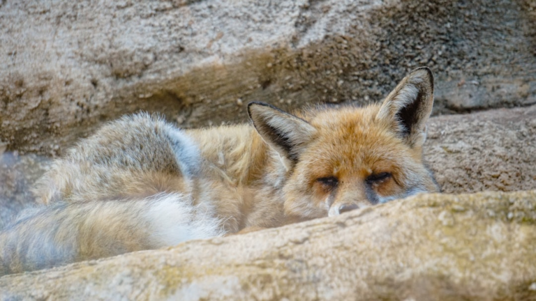 Silver Fox Targets Indian Users with Tax-Themed Emails Delivering ValleyRAT Malware - Silver Fox, phishing, tax-themed emails